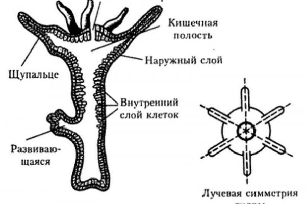 Omg даркнет